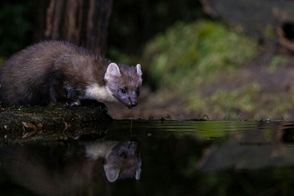 A European pine marten drinking from a reflective forest pond at night.